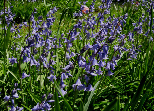 192 Common Bluebell Jigsaw Puzzle