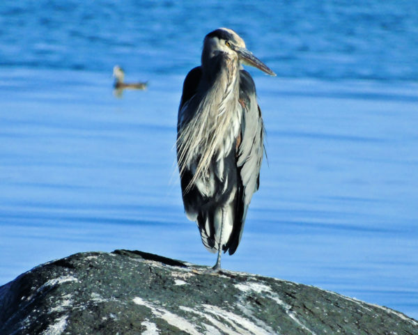 1111 Great Blue Heron Jigsaw Puzzle