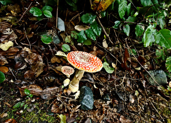 198 Amanita Muscaria Jigsaw Puzzle