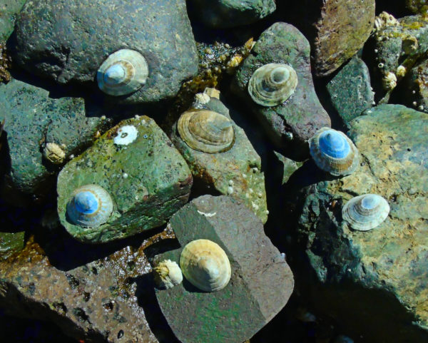 1144 Shield Limpet Jigsaw Puzzle